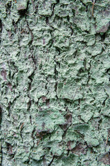 Texture of old forest tree bark close up