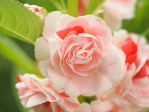 closeup photo of double impatiens, garden balsam 'camellia' flower in orange and white color
