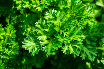 Parsley green leaves close up