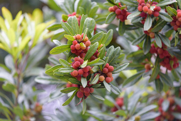Obraz premium Red fruits of Japanese bayberry, on the branch