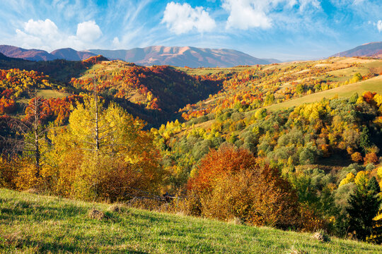 mountainous countryside scenery on a sunny day. beautiful rural landscape in autumn season. trees in fall colors. bright blue sky with fluffy clouds