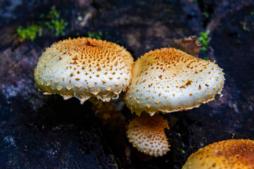 Yellow forest mushrooms grow on a tree stump close up