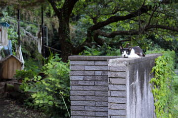 A black Japanese sitting on wall looking at camera.