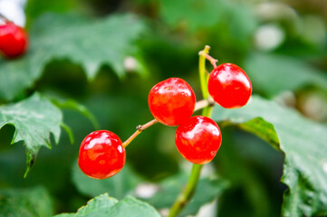 Red viburnum berries on a branch close up