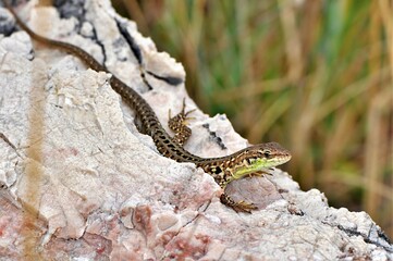 Jaszczurka zwinka (Lacerta agilis), samczyk