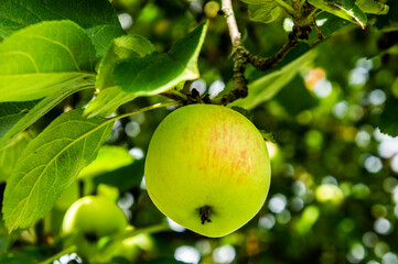 Green apple on a branch with leaves close up