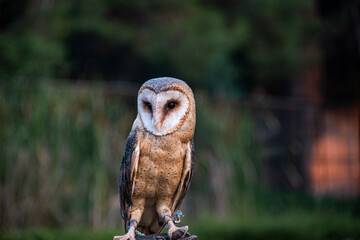 Owl, friendly animals in the zoo