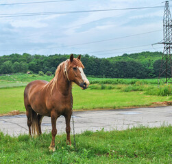 Brown horse on leash grazing near road by blue sky