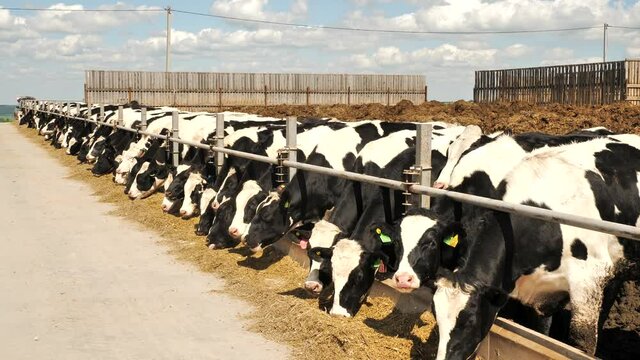 Calves chew hay behind fence on cow farm
