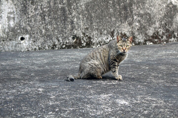 Obraz premium A closeup on grey Japanese cat sitting on the floor