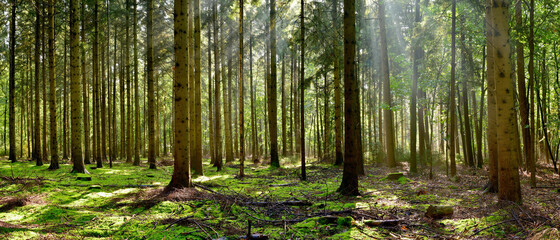 Coniferous forest in the light of the morning sun - Powered by Adobe