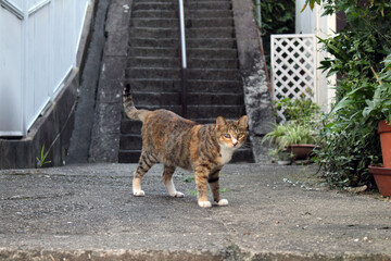 A closeup on brown Japanese cat with a blind eye looking at camera.