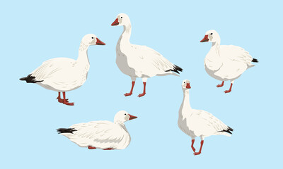 Collection of snow geese. White arctic goose Anser caerulescens. Birds of the North, inhabiting Greenland, Alaska, Canada, Siberia and the Arctic. Vector illustration