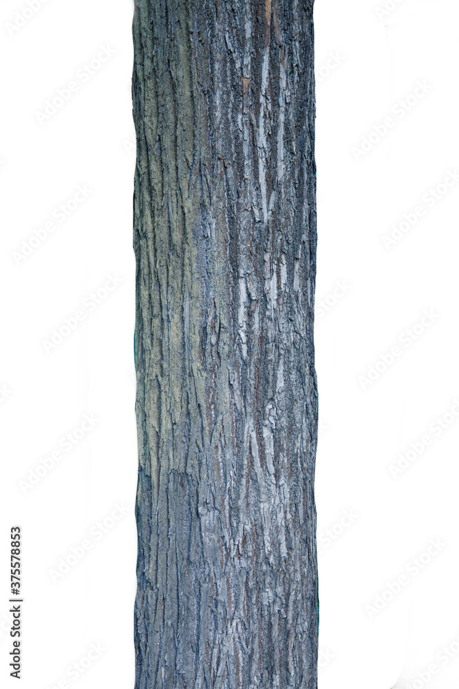 Poster gray tree trunk isolated on white background