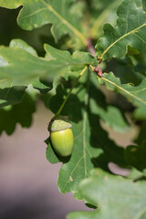 oak tree with acorns. The season for the acorn is now in September. © Gerhard Pettersson