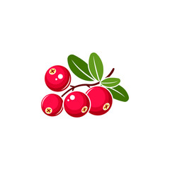 Cranberry vector illustration. Red cranberries with green leaves isolated on white background.