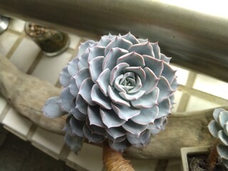 various kinds of succulent plants are blooming in summertime