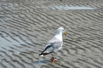 Seagull on the beach walking on the sand in the summer in Holland