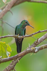 Green Violet-ear hummingbird (Colibri thalassinus) in flight isolated on a green background in Costa Rica