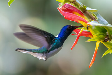 Fototapeta na wymiar Green Violet-ear hummingbird (Colibri thalassinus) in flight isolated on a green background in Costa Rica