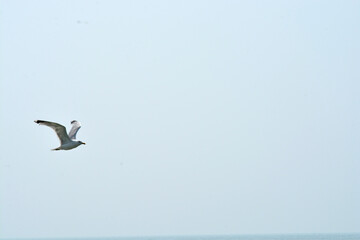 Fototapeta premium seagull in the sky