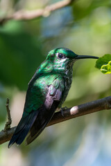 Green Violet-ear hummingbird (Colibri thalassinus) in flight isolated on a green background in Costa Rica