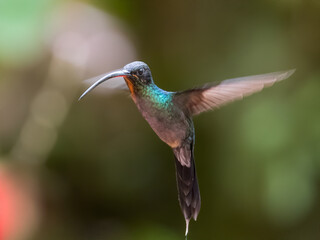 Green Violet-ear hummingbird (Colibri thalassinus) in flight isolated on a green background in Costa Rica