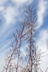 Flowers and grass in autumn
