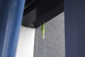 Green grasshopper sitting on window