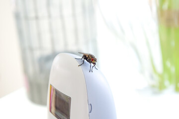 fly close-up, housefly sitting on object