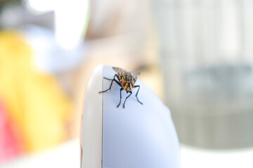 fly close-up, housefly sitting on object