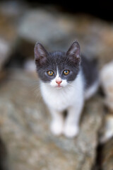 Beautiful  kitten in the home garden.