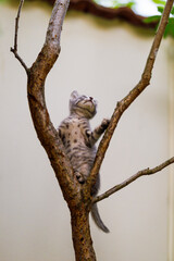 Beautiful  kitten in the home garden.