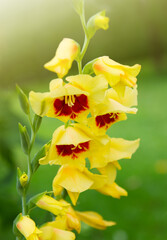 Beautiful red and yellow gladiolus flower in the garden