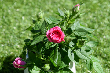 small rose bush pink in garden