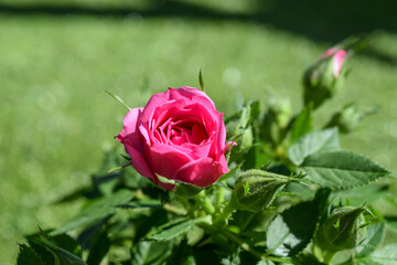 small rose bush pink in garden, rose blossom close-up