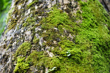 Closeup green Moss Pigweed and Peperomia pellucida on the skin of the tree