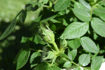small rose bush with closed pink blossoms 