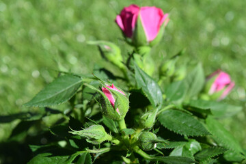 small rose bush pink in garden