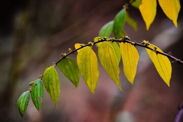 autumn leaves background