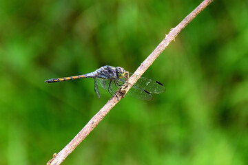 dragonfly on a leaf