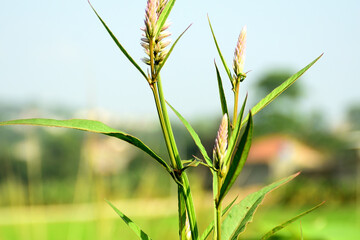 green wheat field