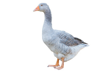 Greylag goose isolated on white background