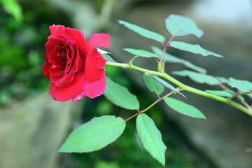 red rose in garden