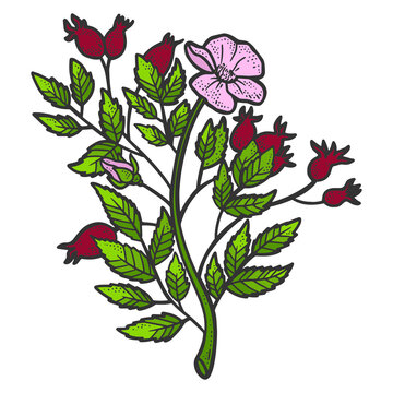 Rosehip bush. Sketch scratch board imitation. Color. Engraving vector
