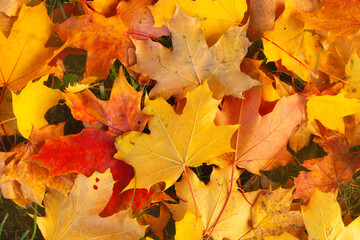 Close-up of bright yellow, orange and red maple leaves. Abstract autumn background. Fantastic vibrant leaves on the grass