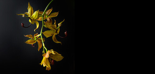 Elegant orchid in bloom on black background
