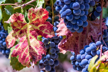 Ripe wine grapes and colorful autumn leaf close-up