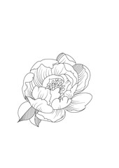 vector drawing of a flower