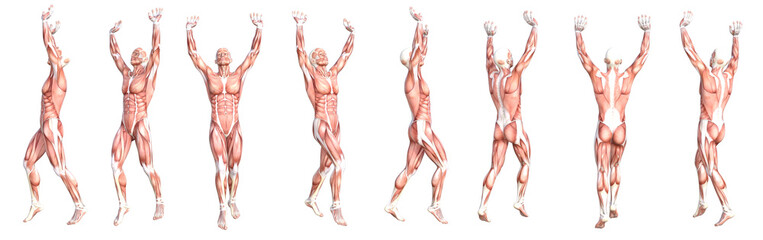 Conceptual anatomy healthy skinless human body muscle system set. Athletic young adult man posing for education, fitness sport, medicine isolated on white background. Biology science 3D illustration